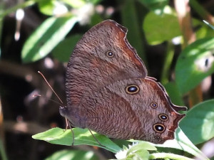 Evening Brown Butterfly
