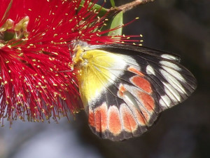 Scarlet Jezabel Butterfly